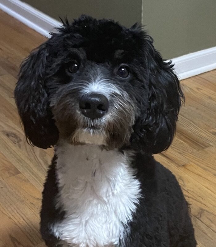 Cooper